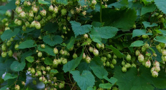 Surprising Raspberry Leaf Tea Benefits You Need to Know Today